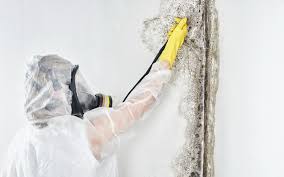 Best Attic Mold Removal  in The Plains, OH